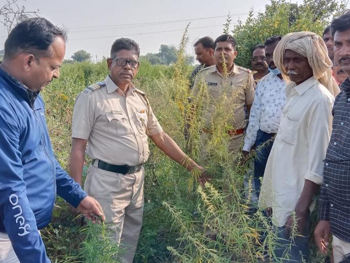 Cultivation of cannabis plants in the field, 49 trees confiscated | शेतात केली गांजाच्या झाडांची लागवड, ४९ झाडे जप्त