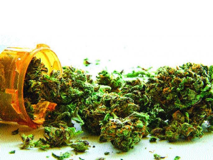 23 lakhs of ganja seized | २३ लाखांचा गांजा जप्त 23 lakhs of ganja seized | २३ लाखांचा गांजा जप्त