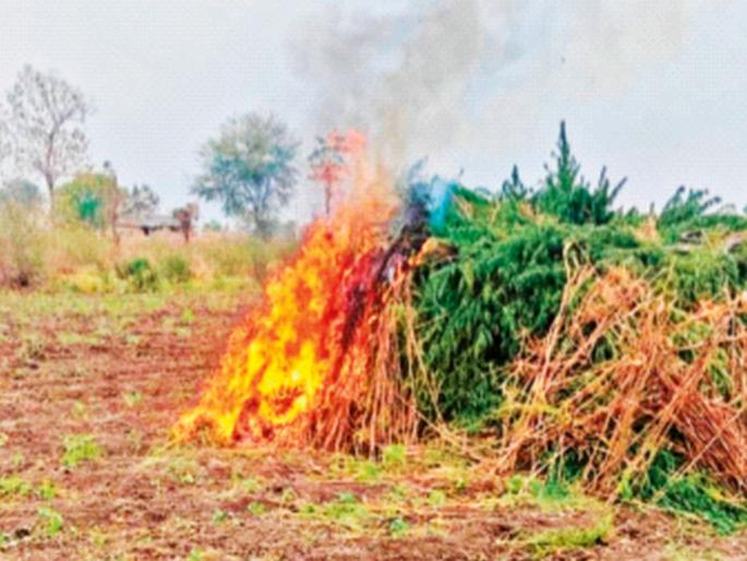 How much ganja? 96,000 plants in 9 acres; Mumbai team goes to Dhule and sets fire | गांजा किती? ९ एकरांमध्ये ९६,००० झाडे; मुंबई पथकाने धुळ्यात जाऊन लावली आग, मुंबई डीआरआय पथकाने वनजमिनीवर केली कारवाई How much ganja? 96,000 plants in 9 acres; Mumbai team goes to Dhule and sets fire | गांजा किती? ९ एकरांमध्ये ९६,००० झाडे; मुंबई पथकाने धुळ्यात जाऊन लावली आग, मुंबई डीआरआय पथकाने वनजमिनीवर केली कारवाई