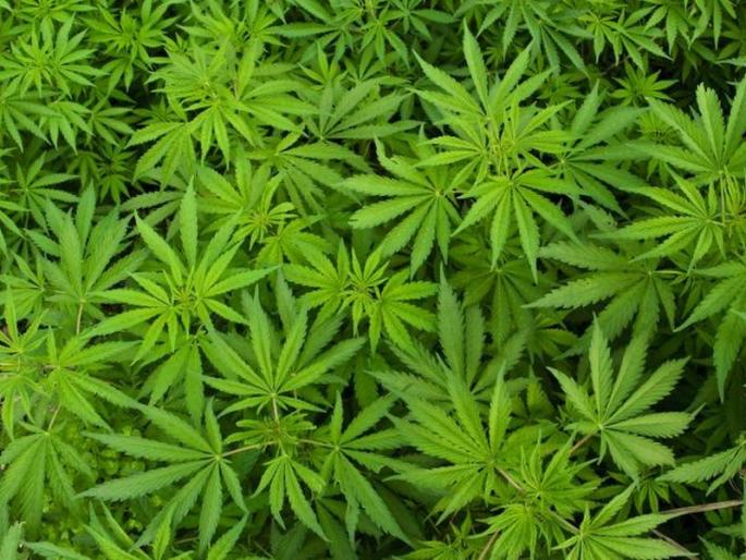 Ganga Bungalow farming of Ganja, 3.5 lakh gown cultivation seized | चमचमत्या बंगल्याला गांजाची शेती, ३.५ लाखांची गांजा लागवड जप्त 