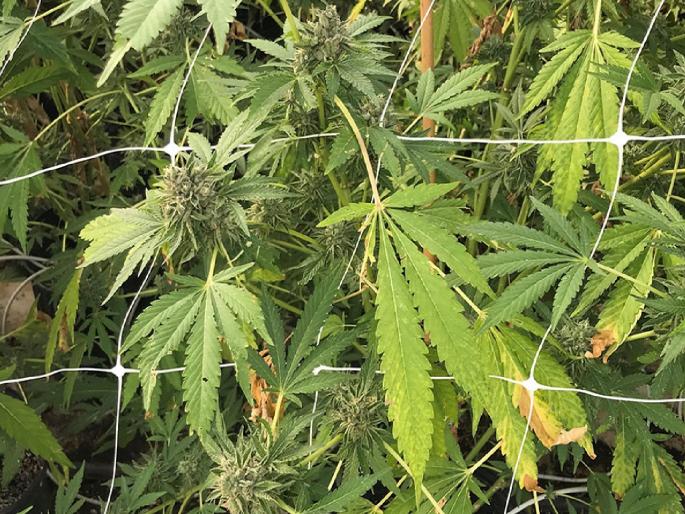 Cultivation of cannabis plants behind the house, a case has been registered against a woman in Dapoli | घराच्या मागे केली गांजाच्या रोपांची लागवड, दापोलीत एका महिलेवर गुन्हा दाखल  Cultivation of cannabis plants behind the house, a case has been registered against a woman in Dapoli | घराच्या मागे केली गांजाच्या रोपांची लागवड, दापोलीत एका महिलेवर गुन्हा दाखल