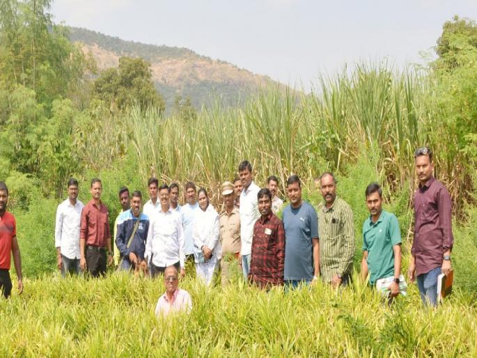 Cultivation of hemp in ginger field in Khojewadi in Satara, 27 lakhs worth of goods seized | Satara: आल्याच्या शेतात गांजाची लागवड, २७ लाखांचा मुद्देमाल जप्त  Cultivation of hemp in ginger field in Khojewadi in Satara, 27 lakhs worth of goods seized | Satara: आल्याच्या शेतात गांजाची लागवड, २७ लाखांचा मुद्देमाल जप्त