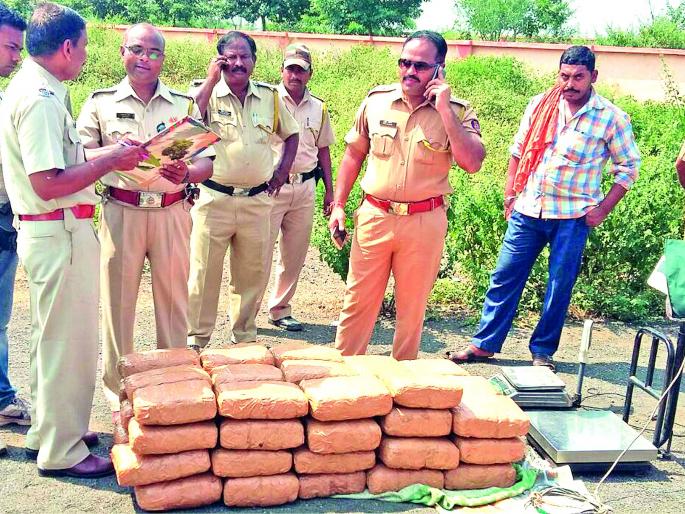 1.19 quintals of Ganja seized in Khamgaon | खामगावात १.१९ क्विंटल गांजा जप्त 1.19 quintals of Ganja seized in Khamgaon | खामगावात १.१९ क्विंटल गांजा जप्त
