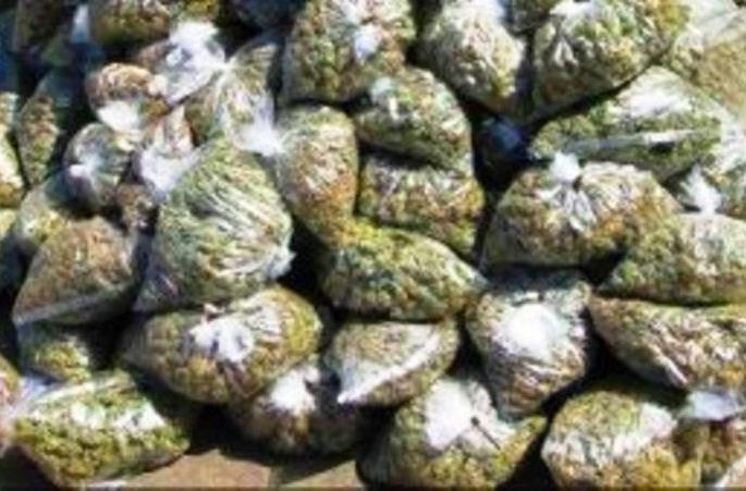 UP-MP arrested for smuggling cannabis: Rs 27 lakh seized | गांजा तस्करी करणारी यूपी-एमपीची टाेळी गजाआड : २७ लाखांचा ऐवज जप्त