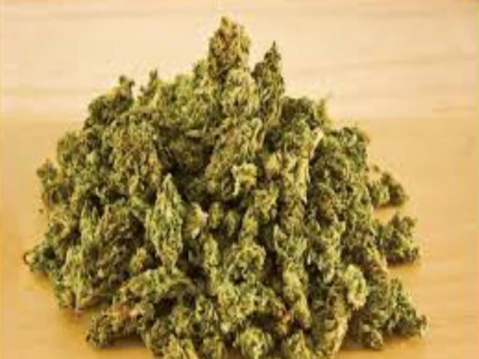 98,000 ganja seized from a anti-chemical squader at Wakad | वाकड येथे अमली पदार्थ विरोधी पथकाकडून ९२ हजारांचा गांजा जप्त 