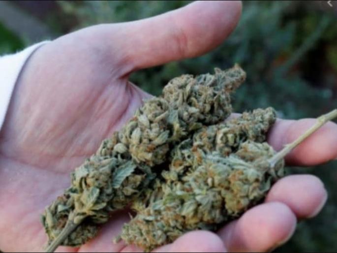 German citizens planted marijuana in a bungalow in Wai | वाईतील बंगल्यात जर्मन नागरिकांनी लावला गांजा, दोघे ताब्यात