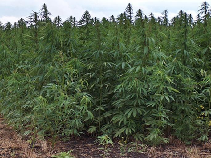 Heavy farming in Naxal-affected areas; Smuggling across the country | नक्षलग्रस्त भागात गांजाची शेती; देशभर तस्करी Heavy farming in Naxal-affected areas; Smuggling across the country | नक्षलग्रस्त भागात गांजाची शेती; देशभर तस्करी