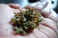 The area of Morna has been ravaged by cannabis ... | मोरणा परिसराला गांजाने केले झिंग झिंग झिंगाट...