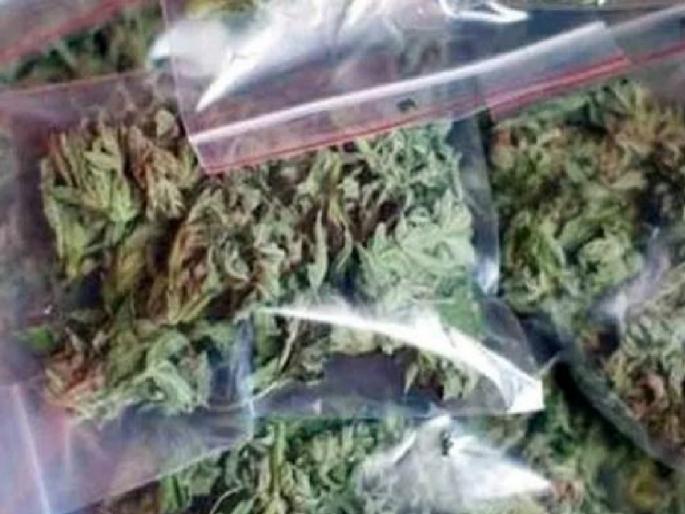 12 kg ganja seized at Malatan Satara, Both were arrested | Satara Crime: मलटण येथे १२ किलो गांजा जप्त; दोघांना अटक 12 kg ganja seized at Malatan Satara, Both were arrested | Satara Crime: मलटण येथे १२ किलो गांजा जप्त; दोघांना अटक