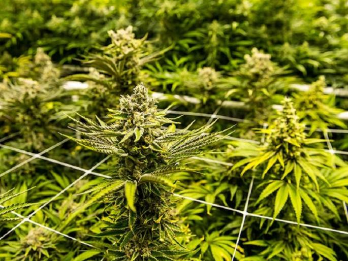 Cultivation of ganja outdoors for 'Dum Maro Dum', one arrested; Police action in Pimple Nilakh | ‘दम मारो दम’साठी घराबाहेर गांजाची लागवड, एकाला अटक; पिंपळे निलखमध्ये कारवाई Cultivation of ganja outdoors for 'Dum Maro Dum', one arrested; Police action in Pimple Nilakh | ‘दम मारो दम’साठी घराबाहेर गांजाची लागवड, एकाला अटक; पिंपळे निलखमध्ये कारवाई