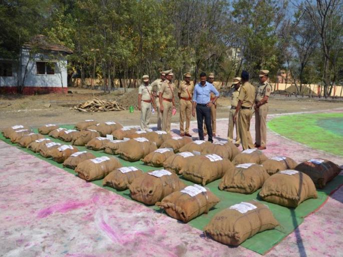 Police destroyed 1344 kg of ganja and destroyed them | पोलिसांनी १३४४ किलो गांजा केला नष्ट Police destroyed 1344 kg of ganja and destroyed them | पोलिसांनी १३४४ किलो गांजा केला नष्ट