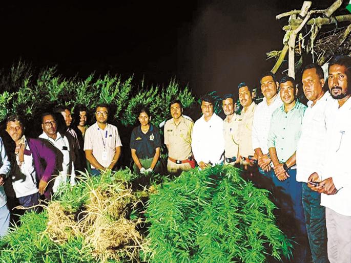 Marijuana cultivation under the cover of a tree in Jaitkheda Shivara; Goods worth 15 lakhs seized, accused in custody | जैतखेडा शिवारात तुरीच्या आडून गांजाची शेती; १५ लाखांचा मुद्देमाल जप्त, आरोपी ताब्यात