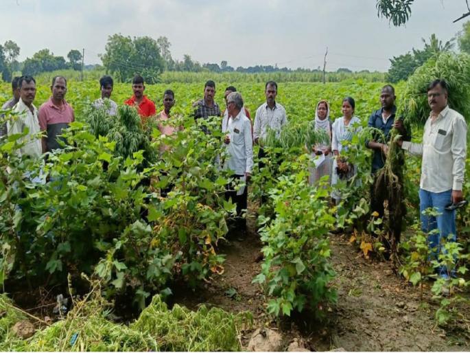 Cultivation of hemp in the cotton crop; 40 trees seized from Bhogav Shiwar | कापसाच्या पिकात गांजाची लागवड; भोगाव शिवारातील ४० झाडे जप्त Cultivation of hemp in the cotton crop; 40 trees seized from Bhogav Shiwar | कापसाच्या पिकात गांजाची लागवड; भोगाव शिवारातील ४० झाडे जप्त