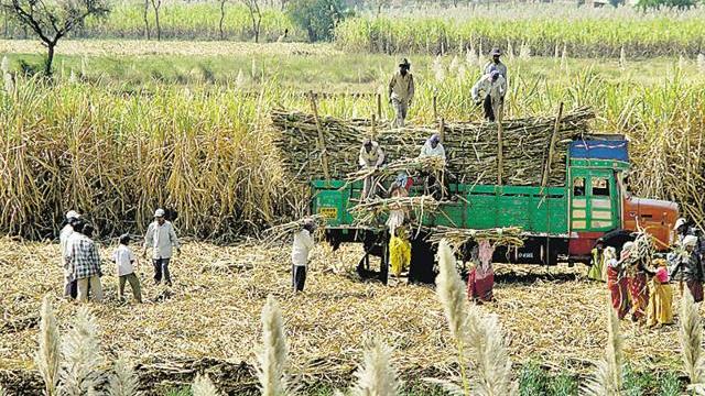 Sugarcane mills in the state delayed due to heavy rains | अतिवृष्टीमुळे राज्यातील साखर कारखान्यांचा गाळप लांबणीवर Sugarcane mills in the state delayed due to heavy rains | अतिवृष्टीमुळे राज्यातील साखर कारखान्यांचा गाळप लांबणीवर