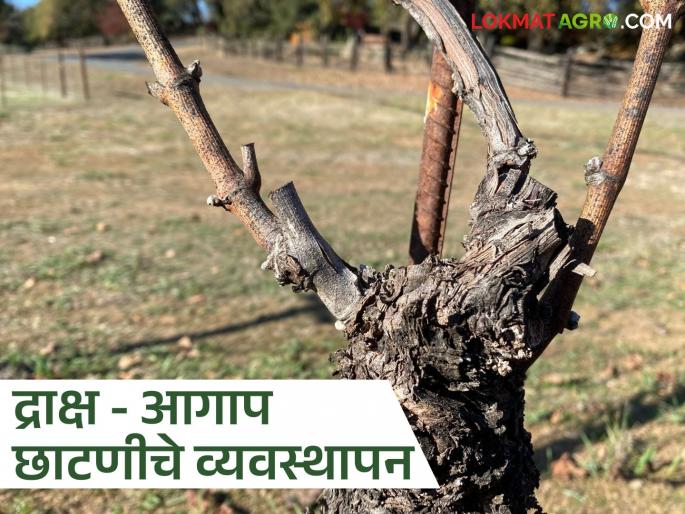 Latest news Draksh Bag Agap Chatani When and how to prune agap after visual inspection of grape farming Read in detail | द्राक्ष बागेच्या डोळे तपासणीनंतर आगाप छाटणी कधी अन् कशी करावी? वाचा सविस्तर 