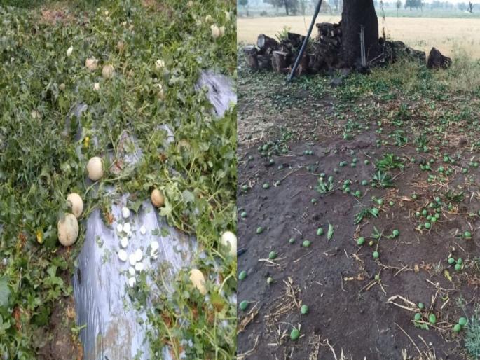 Unseasonal rain and hailstorm in Vidarbha; Hundreds of hectares of crops were damaged | विदर्भाला अवकाळी पाऊस व गारपिटीचा तडाखा; शेकडाे हेक्टर पिकांचे नुकसान Unseasonal rain and hailstorm in Vidarbha; Hundreds of hectares of crops were damaged | विदर्भाला अवकाळी पाऊस व गारपिटीचा तडाखा; शेकडाे हेक्टर पिकांचे नुकसान