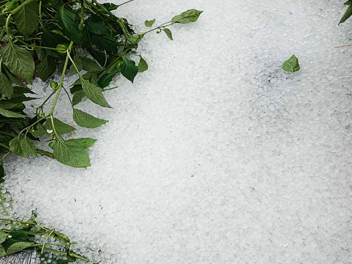 Hailstorm in Marathwada; Two killed by lightning, six animals killed, orchards hit | मराठवाड्यात गारपीट; वीज पडून दोन ठार, सहा जनावरांचा मृत्यू, फळबागांना फटका