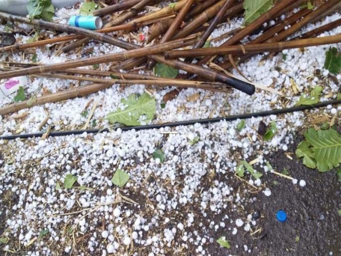 In the eastern part, the collapsed bead-shaped 'gaar' | पूर्व भागात कोसळली सुपारीच्या आकाराची ‘गार’ In the eastern part, the collapsed bead-shaped 'gaar' | पूर्व भागात कोसळली सुपारीच्या आकाराची ‘गार’