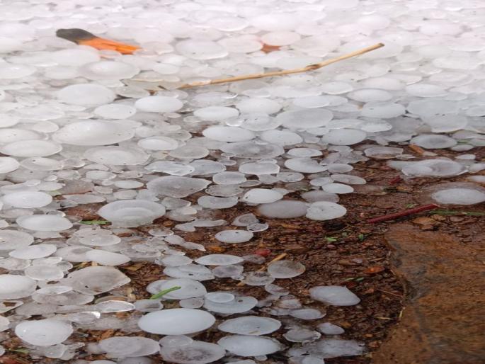Hailstorm in Amravati district; Fruit crops including wheat were hit | अमरावती जिल्ह्यात गारपीट; गव्हासह फळपिकांना फटका  Hailstorm in Amravati district; Fruit crops including wheat were hit | अमरावती जिल्ह्यात गारपीट; गव्हासह फळपिकांना फटका