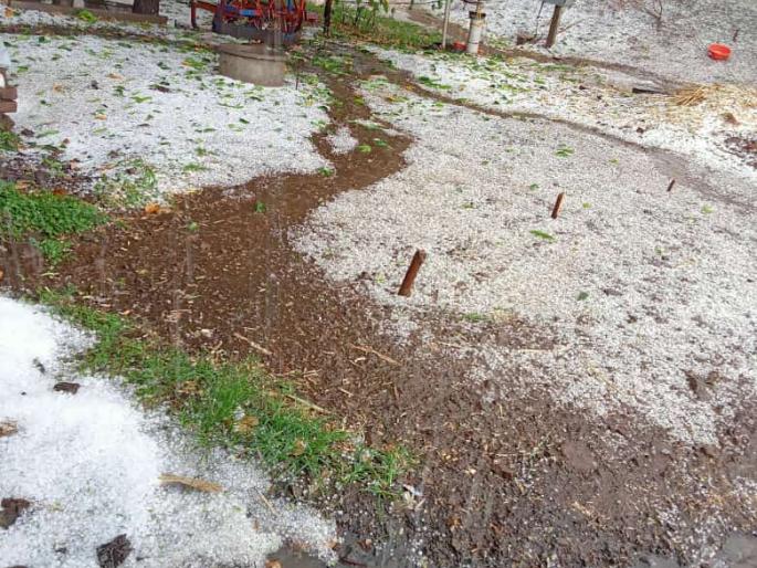 Hail in Pimpode Budruk area | पिंपोडे बुद्रुक परिसरात गारांचा पाऊस Hail in Pimpode Budruk area | पिंपोडे बुद्रुक परिसरात गारांचा पाऊस