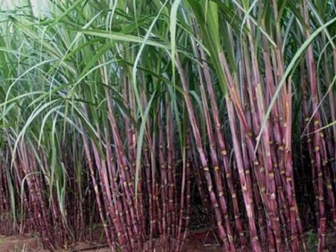 Sugarcane control of sugarcane | उसावरील हुमणी अळीचे नियंत्रण Sugarcane control of sugarcane | उसावरील हुमणी अळीचे नियंत्रण