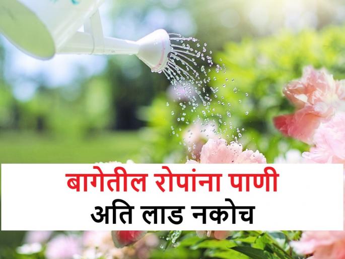 Gardening tips: How much water should be given to plants in the garden? | Gardening tips: बागेतील रोपांना किती पाणी द्यायचे? तुम्ही पाण्याचे अती लाड तर नाही ना करत? Gardening tips: How much water should be given to plants in the garden? | Gardening tips: बागेतील रोपांना किती पाणी द्यायचे? तुम्ही पाण्याचे अती लाड तर नाही ना करत?