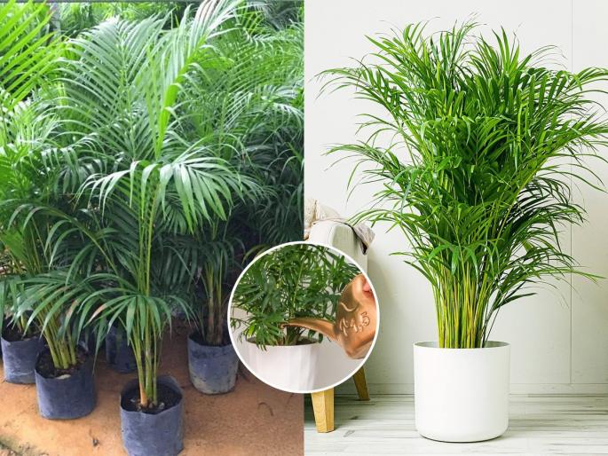 gardening tips for Areca Palm, how to prepare soil mix for areca palm, why does areca palm dries and dies within few weeks | नर्सरीतून आणलेला हिरवागार एरिका पाम सुकला? 'ही' गोष्ट लगेच बदला, झाड वाढेल जोमानं भरभर
