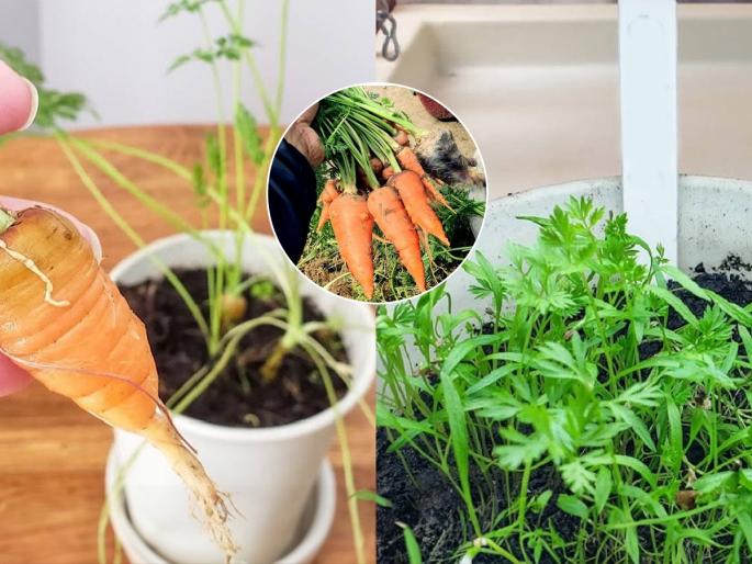 gardening tips for growing carrot in balcony | पसरट कुंडीमध्ये बघा कसे लावायचे गाजर! यंदाच्या हिवाळ्यात करून खा घरच्याच गाजराचा हलवा.. 