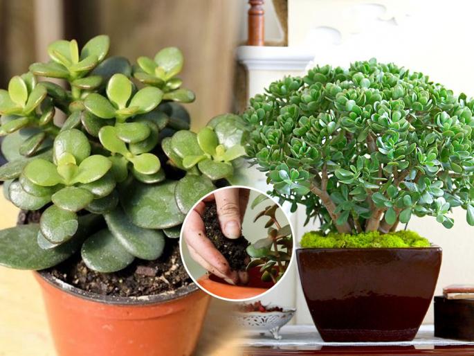 best homemade fertilizer for jade plant, how to take care of jade plant, gardening tips for jade plant  | जेड प्लांटची वाढ होतच नाही? २ घरगुती खतं घाला- लकी जेड प्लांट वाढेल भराभर