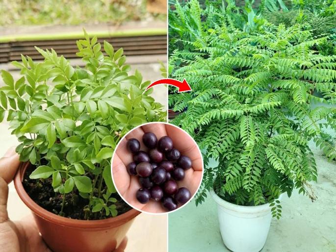 tips for the fast growth of curry leaves plant, how to make curry leaves plant healthy and bushy? | कडिपत्त्याच्या रोपाला पानं कमी- काड्याच जास्त? १ उपाय- कडीपत्ता वाढेल जोमानं-पानंही होतील सुगंधी भरपूर