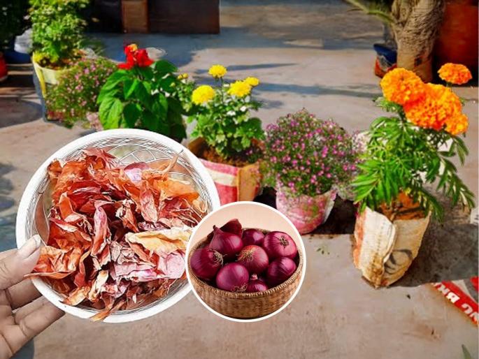 gardening tips for plant growth, how to make fertilizers for plants using onion, how to use onion for plants growth | रोपांची पानं पिवळी पडली- फुलंही येईना? चटकन १ कांदा चिरा आणि 'हा' उपाय करा- रोपं होतील टवटवीत gardening tips for plant growth, how to make fertilizers for plants using onion, how to use onion for plants growth | रोपांची पानं पिवळी पडली- फुलंही येईना? चटकन १ कांदा चिरा आणि 'हा' उपाय करा- रोपं होतील टवटवीत