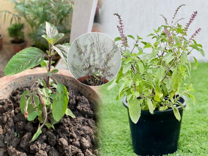 how to plant tulsi, repotting tips for tulsi plant, gardening tips for the fast growth of tulsi plant | तुळशीचं रोप नव्याने लावताय? कुंडीत माती भरताना ३ गोष्टी लक्षात ठेवा- महिनाभरातच तुळस बहरेल 