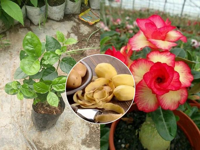 Gardening Tips: Don't throw away potato peels, they are a superfood for plants; see how to use them | Gardening Tips: बटाट्याची सालं फेकू नका, रोपांसाठी ठरते सुपरफूड; वापर कसा करायचा ते पाहा Gardening Tips: Don't throw away potato peels, they are a superfood for plants; see how to use them | Gardening Tips: बटाट्याची सालं फेकू नका, रोपांसाठी ठरते सुपरफूड; वापर कसा करायचा ते पाहा