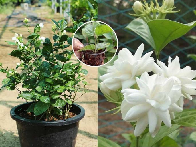Gardening tips How to care for a mogara plant in winter to get more flowers Best fertilizer for jasmine plants to get maximum flowers in December | हिवाळ्यात मोगऱ्याचे रोप सुकले- काड्याच दिसतात? ४ टिप्स, डिसेंबरमध्येही रोपाला येतील भरपूर मोगऱ्याची फुलं