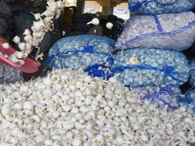 garlic rates increasing in last 15 days it goes above rs 400 in raigad alibaug | लसणाची 'फोडणी' महागली, पंधरा दिवसांत प्रति किलो चारशे पार, गृहिणींचे बजेट कोलमडले garlic rates increasing in last 15 days it goes above rs 400 in raigad alibaug | लसणाची 'फोडणी' महागली, पंधरा दिवसांत प्रति किलो चारशे पार, गृहिणींचे बजेट कोलमडले