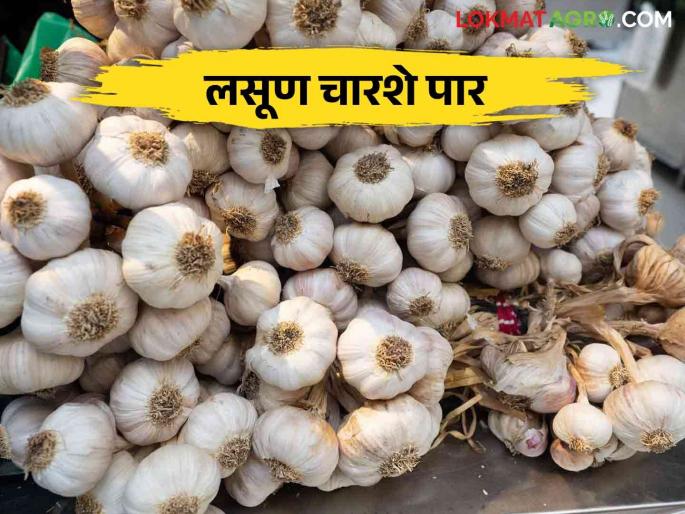 Lasun Market: The new arrival of garlic will decrease price goes up till Diwali | Lasun Market : लसणाची नवी आवक घटली दिवाळीपर्यंत भाव खाणार Lasun Market: The new arrival of garlic will decrease price goes up till Diwali | Lasun Market : लसणाची नवी आवक घटली दिवाळीपर्यंत भाव खाणार