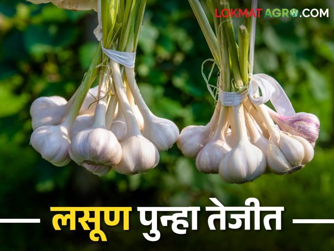 Garlic 200; As the import of leafy vegetables decreases, the price of other vegetables also increases | लसूण २०० पार; पालेभाज्यांची आवक घटल्याने इतर भाज्यांचेही भाव चढते  Garlic 200; As the import of leafy vegetables decreases, the price of other vegetables also increases | लसूण २०० पार; पालेभाज्यांची आवक घटल्याने इतर भाज्यांचेही भाव चढते