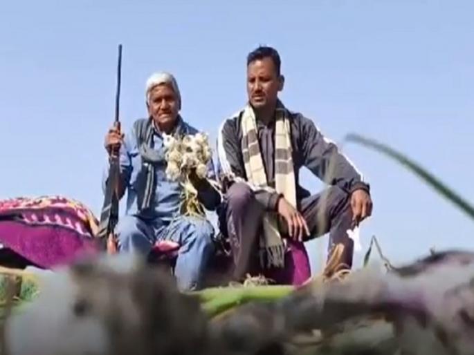 cctv installed in fields watchman farmers are guarding crops with guns due to fear of garlic ujjain madhya pradesh | शेतात सीसीटीव्ही अन् चौकीदारही... लसूण चोरीच्या भीतीपोटी शेतकरी बंदूक घेऊन करतायेत रखवाली! cctv installed in fields watchman farmers are guarding crops with guns due to fear of garlic ujjain madhya pradesh | शेतात सीसीटीव्ही अन् चौकीदारही... लसूण चोरीच्या भीतीपोटी शेतकरी बंदूक घेऊन करतायेत रखवाली!