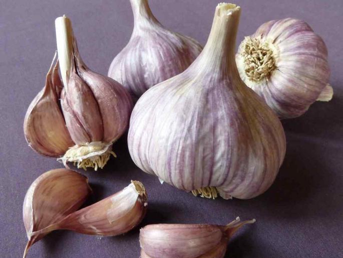 The procession of 'garlic', proportional to the farmers, reduced to Rs | प्रचाराला ‘लसणा’ची फोडणी, घसरलेल्या किमतीने शेतकरी हैराण The procession of 'garlic', proportional to the farmers, reduced to Rs | प्रचाराला ‘लसणा’ची फोडणी, घसरलेल्या किमतीने शेतकरी हैराण