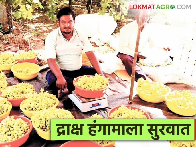 A Nashik trader bought grapes from Sangli for export and offered the highest price | Grapes Export : सांगलीची द्राक्षे नाशिकच्या व्यापाऱ्याने एक्सपोर्टसाठी केली खरेदी; कसा दिला दर? A Nashik trader bought grapes from Sangli for export and offered the highest price | Grapes Export : सांगलीची द्राक्षे नाशिकच्या व्यापाऱ्याने एक्सपोर्टसाठी केली खरेदी; कसा दिला दर?