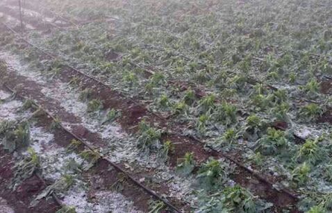 Annual planning of farmers in Washim collapsed due to hailstorm! | गारपिटीमुळे वाशिम जिल्ह्यातील शेतकऱ्यांचे वार्षिक नियोजन कोलमडले! Annual planning of farmers in Washim collapsed due to hailstorm! | गारपिटीमुळे वाशिम जिल्ह्यातील शेतकऱ्यांचे वार्षिक नियोजन कोलमडले!