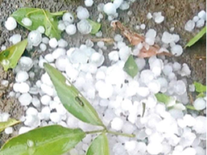 Hailstorm, untimely blow in twelve districts; Three killed in Vidarbha due to power outage, damage to crops and vegetables | बारा जिल्ह्यांत गारपीट, अवकाळीचा फटका; वीज काेसळून विदर्भात तिघे ठार, पिके व भाजीपाल्याचे नुकसान Hailstorm, untimely blow in twelve districts; Three killed in Vidarbha due to power outage, damage to crops and vegetables | बारा जिल्ह्यांत गारपीट, अवकाळीचा फटका; वीज काेसळून विदर्भात तिघे ठार, पिके व भाजीपाल्याचे नुकसान
