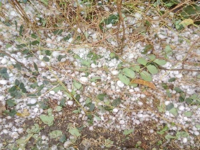 hail Storm News | अवकाळी, गारपिटीने व-हाडात १३९ कोटींचे नुकसान hail Storm News | अवकाळी, गारपिटीने व-हाडात १३९ कोटींचे नुकसान