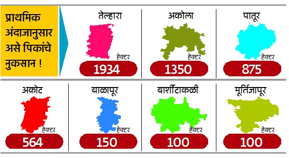 Akola: The hail struck the mouth! | अकोला : गारपिटीने पळविला तोंडाशी आलेला घास! Akola: The hail struck the mouth! | अकोला : गारपिटीने पळविला तोंडाशी आलेला घास!