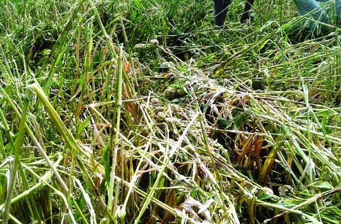 Buldana: Affected area of ​​32 thousand 700 hectare due to hailstorm | बुलडाणा : गारपिटीमुळे ३२ हजार ७00 हेक्टर क्षेत्र प्रभावित