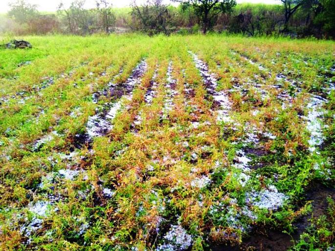 Three Talukas hit again in Buldhana district; Both injured | बुलडाणा जिल्ह्यात तीन तालुक्यांना पुन्हा गारपिटीचा तडाखा; दोघे जखमी 