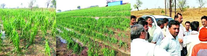 Hailstorm in Chikhli taluka caused severe damage to crops in 60 villages | चिखली तालुक्यात गारपिटीने ६0 गावांतील पिकांचे अतोनात नुकसान