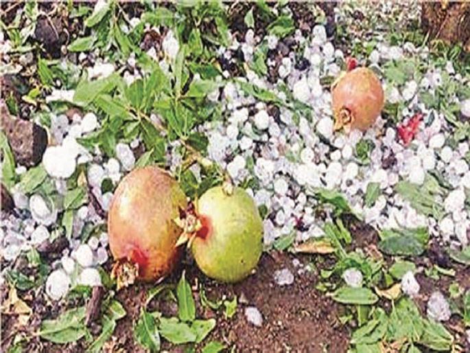 My Agriculture Scheme : Fruit farming garpit Insurance Scheme | माझी कृषी योजना : फळपीक गारपीट विमा योजना My Agriculture Scheme : Fruit farming garpit Insurance Scheme | माझी कृषी योजना : फळपीक गारपीट विमा योजना