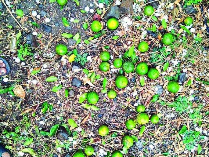 Akot: Kill the house with hailstorm farm in Kharpani belt! | अकोट : खारपाणपट्टय़ात गारपिटीचा शेतीसह घरांना तडाखा! Akot: Kill the house with hailstorm farm in Kharpani belt! | अकोट : खारपाणपट्टय़ात गारपिटीचा शेतीसह घरांना तडाखा!