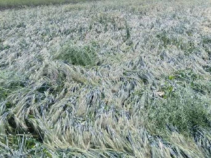 For the hailstorm Rs 50,000 for hectare rupees Otherwise the agitation - Ravi Kant Tupkar |  गारपीटग्रस्तांना हेक्टरी 50 हजार रुपये मदत द्या अन्यथा आंदोलन – रविकांत तुपकर For the hailstorm Rs 50,000 for hectare rupees Otherwise the agitation - Ravi Kant Tupkar |  गारपीटग्रस्तांना हेक्टरी 50 हजार रुपये मदत द्या अन्यथा आंदोलन – रविकांत तुपकर